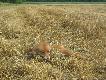 04.08.11   Tego lisa i dwa inne wywabi�em predatorem z kukurydzy,niestety pierwszego spud�owa�em,drugiego sp�oszy� rowerzysta a trzeci strzelony na 130m w kark.DB    (11)