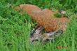 A gdy s�o�ce wsta�o spotka�em takiego "mocarza"