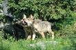 14-08-2011 To by�o przy do�� ruchliwej drodze. Patrz� a tu wilczki.   
A by�bym zapomnia� to by�o w ZOO a fotki przez szyb�.