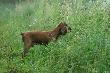 - w trzcinach zamiast kaczek siedzia�y dziki. Wygoni�em je, ale nie chcia�y lata� :-( 