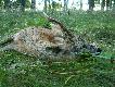 Pierwszy w �yciu rogacz z zesz�ego sezonu 