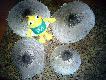 Smaczne grzybki, ale ma�o:-)