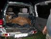 Pozyskany byczek w drodze do skupu i m�j nowy nabytek Suzuki Grand Vitara 2.5 V6. Pomimo, �e silniczek robi przyzwoicie to niestety GV to tylko suv, niezbyt komfortowy na szosie i ma�o terenowy w terenie. Najbardziej brakuje prze�witu ale b�d� kombinowa�, najpierw wi�ksze ko�a ( cho� niewiele tam wejdzie) a potem jakie� podk�adki pod spr�yny. Ale w sumie po przesiadce z samuraja ka�dy samoch�d wydaje si� kiepski w terenie z por�wnaniem do niego. Ale odwrotnie ka�dy inny wydaje si� komfortowy z por�wnaniem do samiego :) 