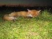 22.08.11     I zn�w �w.Hubert obdarowa� mnie liskiem.   (13)