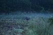 Spotkali�my si� kilka minut po 4 rano, mia�em do niego oko�o 50 metr�w, ale nie mog�em strzela� bo nie widzia�em co ma pod brzuchem. Posta� tak z 5 minut i da� dyla. Okaza�o si� �e to wycinek, tyle, �e na strza� by�o ju� za p�no. D.B