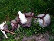 http://media.lowiecki.pl/zdjecia/wyswietl.php?nr=293754&dszer=563&dwys=422&nocount=