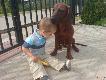 OPIEKU�CZY...wida�, �e si� dogaduj�...