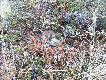 Leming. W tym roku w ca�ej Skandynawii jest ich mn���stwo, byc mo�e jesieni� b�d� s�ynne w�dr�wki.