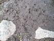 Tropy leming�w. W tym roku w ca�ej Skandynawii jest ich mn���stwo, byc mo�e jesieni� b�d� s�ynne w�dr�wki.
