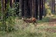 Szuka�em kopytnych na wakacjach w Pogorzelicy. I w�a�ciwie tylko kozio�ki w lesie widzia�em. Szczeg�lnie polowa�em na jednego ale okaza�o si�, �e kilkana�cie metr�w od miejsca gdzie bywa� trafi�em na innego. Przebiega� wieczorem przez �cie�k�.