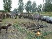 Pokot na moim polowaniu w K.�. "Kruk"...