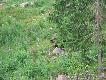 T� �cie�k� przyszli�my jakie� 7-8 godzin wcze�niej. Ale nasza wo� nadal by�a zbyt silna, nied�wied� doszed� do �cie�ki, poniucha�, i zawr�ci�..