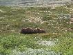Foto 3/37: Wkr�tce przyszed� drugi byk, ale zamiast zabrac koleg�, zacz�y walczyc, 30-50 metr�w od namiotu..
