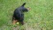 Bary zm�czony po zabawie z pigw� ;)