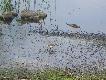 �eby nie by�o :-) �e wrzucam zdj�cia tylko gatunk�w �ownych lub im pokrewnych:
brodziec �niady i kuliczek piskliwy.
