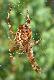 Czasem cz�owiek si� na�azi jak g�upi i tylko takie co� mu si� nawinie przed obiektyw :((