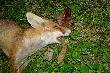 W pysku mia� zaj�czy skok.