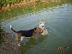 mimo �e to foks i beagle nie boj� si� wody a ca�kiem o niej zapominaj� gdy jest sezon na pi�ro:)