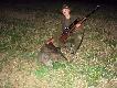 14 dzik w tym sezonie- 05.09.2011r., a w planie jeszcze sporo. Wysz�a locha z 3 warchlakami i przy nich 3 przelatki. By�o jeszcze widno i nie mia�em problemu z wyborem ody�czyka, a waga 42 kg. Strza� zg�rowany pod kr�gos�up- zosta� w ogniu (kaliber 30-06, a kula Geco 11 gram). Darz B�r!