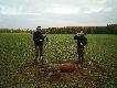 Jele� na rozk�adzie.Darz B�r.