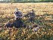 kolejna noc r�wnie� przynios�a u�miech na twarzy dzik zosta� w ogniu 8x57JS warzy� 84 kg 14-09-2011