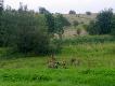 Popo�udniowe polowanie... Zako�czone bez strza�u. 