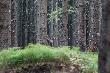 w drodze na ambone, �smak 