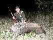 21.09.2011r. Dzik strzelony podczas wieczornej zasiadki. Wida�, �e swie�o po k�pieli. Jest to m�j 84-ty dzik (trzeci w sezonie).