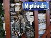 Efekt wczorajszych zlot�w, jednych z pi�kniejszych w moim �yciu - 7 oddanych strza��w i 4 kaczki zawis�y na trokach. Najpierw nadlecia�o stadko z�o�one z 7 sztuk, dwa szybkie strza�y i pi�kny dublet. Nast�pnie przylecia�a parka, strza� i jest kaczorek. Niesamowite 3 strza�y - 3 kaczki! Potem ju� tak dobrze nie by�o, 3 strza�y nie by�y skuteczne ale ostatni 7 doszed� celu i 4 kaczka na trokach. Dodam jeszcze, i� zloty odbywa�y si� nieca�e 400 metr�w od mego domu ;) Darz B�r!
