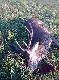 25-09-2011 godz. 7.03 - strza� 9,3x62 na prawie 200m, dwunastak niereg, 9 lat, 162kg