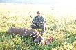 25-09-2011 godz. 7.03 - strza� 9,3x62 na prawie 200m, dwunastak niereg, 9 lat, 162kg