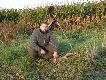Ranne wyj�cie i pierwszy lisek w tym sezonie .