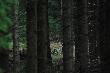 Gdzies na Las�wce. Mi�dzy drzewami. Czternastak nieregularny obustronnie koronny. Zdj�cie autorstwa forumowego Janusza2. 