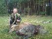 Zdj�cie z moim bykiem i dzikiem.W tle widoczna reszta cze�� pokotu.D.B.