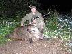 14-ty dzik sezonu strzelony wczoraj (12.10.11r. 21:45) na polu kukurydzy.Odyniec wa�y� 104kg.