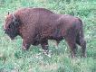 Podszed� pod sam� ambon�, du�y tata...