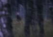 Zdj�cie zrobione z r�ki przy czasie 2s. Jeden z pot�niejszych byk�w jakie widzia�em niestety by�o ju� zbyt p�no �eby zrobi� cho�  w miar� dobre zdj�cie.