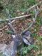 M�j byk strzelony 20.09.2011. 173 punkty (br�z). Dwa dni za min chodzi�em i si� uda�o.