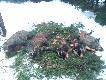 takie to kolorowe dziczki by�y w jednym z miot�w,oraz trafi�a si� locha o trzech biegach