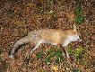 Wst�pna wycena br�z. Pozyskany 12.10.2011
