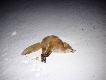 Grudniowy lisek , predator sie spisa� :-)