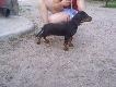DUNAJ z Lutomia (PAKO)
O.�ak od Stanovskeho (import ze S�owacji) 
M.Carin z Hrinovej (import ze S�owacji)
