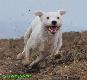 terrier pe�n� "g�b�" 