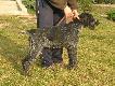 LORA Fantastic of Miki
Nowy pies w hodowli-wye niemiecki szosrtkowosy LORA Fantastic of Miki ( import z Serbii)