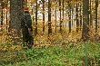  29.10 2011 Fotka z polowania Hubertowskiego w K�. Diana Warcino Jesienna aura dopisa�a