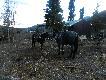Polujemy przy u�yciu koni.