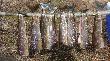 Filety z Arctic Grayling. �owienie zaj�o mi kikan�cie minut, natomiast filetowanie dwa razy d�u�ej. 