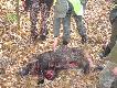 Dzik na rozk�adzie, niestety kaleka maj�cy stare postrza�y 2 bieg�w