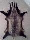 Osobnik p�ci m�skiej. Czaszka mia�a wymiary : d�.: 14,5 cm szer: 8cm