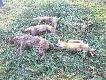 Pokot na hubertowskim 5 listopad  2011. Ten pierwszy wi�kszy warchlak to dzik szwagra no i oczywi�cie m�j mykita.DB!